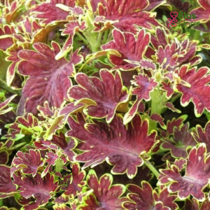 M75. Skaistnātrītes - Copinto Cuba Libre