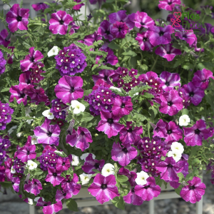 K18. Puķu maisījums - Circus Sky