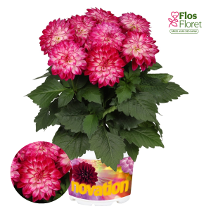 K22. Dārza dālija - Novation Purple Bicolor