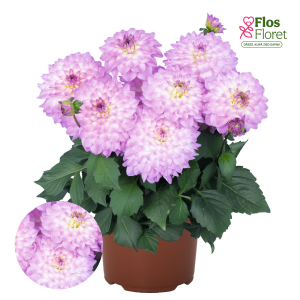 K26. Dārza dālija - Cozumel XXL