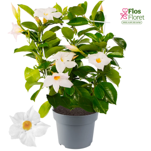 G96. Mandevilla - Diamantina Jade White