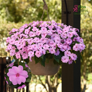 K76. Jaungvinejas balzamīne - Solarscape Lilac Spark