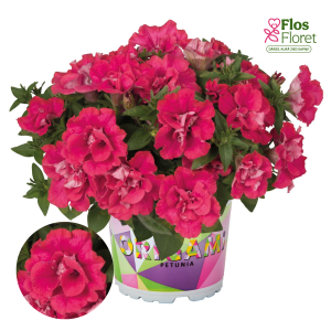 M48. Petūnija - Origami Watermelon