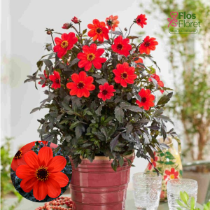 K30. Dārza dālija - Mystic Enchantment