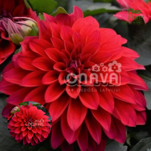 K33. Dārza dālija - Lubega Power Red