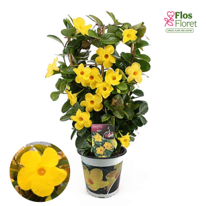 G97. Mandevilla - Diamantina Opale citrine