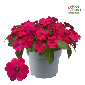 K77. Jaungvinejas balzamīne - Solarscape Magenta Bliss