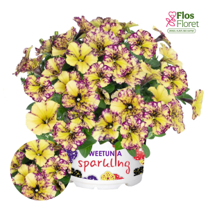 M49. Petūnija - Sparkling Bee (Intrinsa)