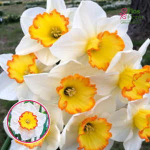 BR64. Narcise - HAWAIIAN SKIES