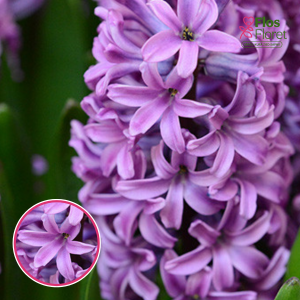 BR18. Hiacinte - PURPLE STAR