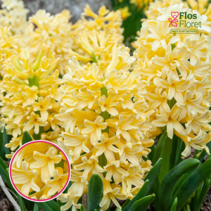 BR24. Hiacinte - YELLOWSTONE