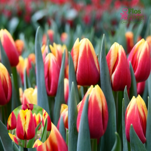 BR175. Tulpe - JAN SEIGNETTE