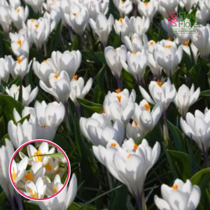 BR112. Krokusi - Barr's white tommasianus