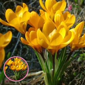 BR131. Krokusi - Olivieri ssp balansae
