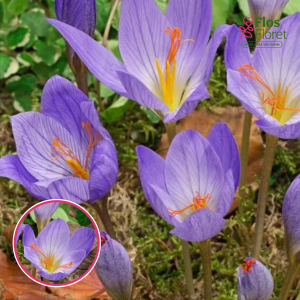 BR141. Krokusi - Speciosus  - ZIED RUDENĪ