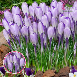 BR142. Krokusi - Striped bird