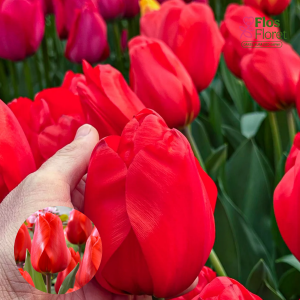 BR176. Tulpe - LALIBELA
