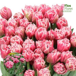 BR177. Tulpe - LETS DANCE