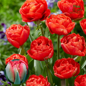 BR178. Tulpe - LIMERICK