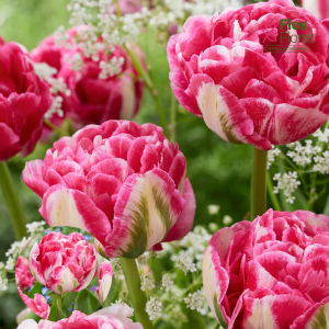 BR181. Tulpe - MARSHMALLOW