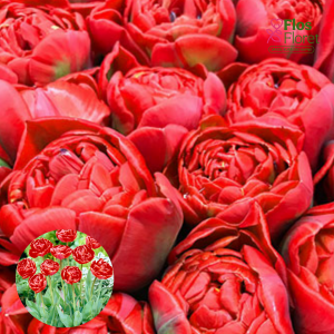 BR182. Tulpe - MIRANDA