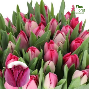 BR184. Tulpe - MUMBAI