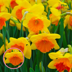 BR27. Narcise - AKITA