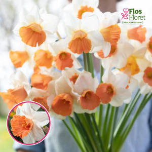 BR35. Narcise - CHROMACOLOUR