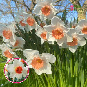 BR36. Narcise - COOL FLAME