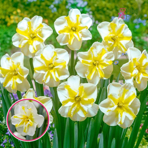 BR44. Narcise - DONAUPARK