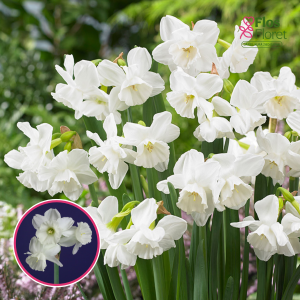 BR48. Narcise - ELWINS VOICE