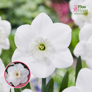 BR51. Narcise - FALMOUTH BAY