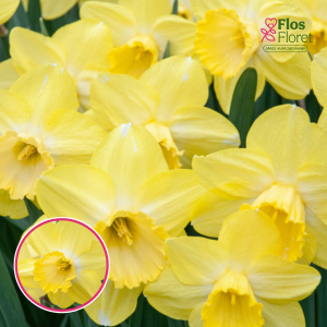 BR52. Narcise - FELLOWS FAVOURITE