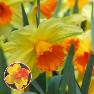 BR55. Narcise - FORTISSIMO