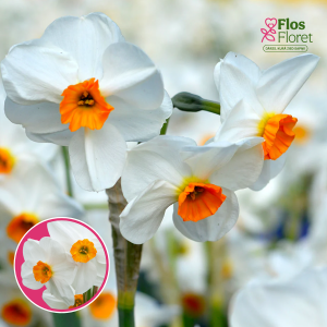 BR59. Narcise - GERANIUM