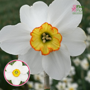 BR61. Narcise - GOOSE GREEN