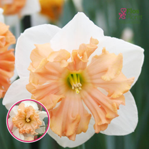 BR66. Narcise - HUNGARIAN RHAPSODY