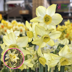 BR67. Narcise - HUNTER DAWN