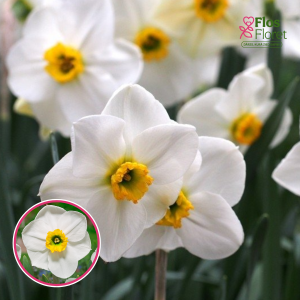 BR70. Narcise - LANCASTER