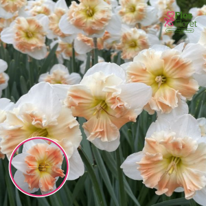 BR74. Narcise - MALLEE