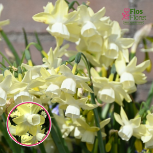 BR76. Narcise - MOONLIGHT SENSATION