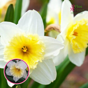 BR91. Narcise - SLIM WHITMAN