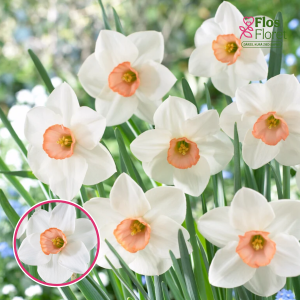 BR92. Narcise - SOPHIE GIRL