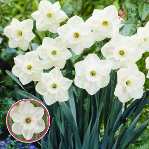 BR93. Narcise - STAINLESS