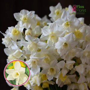 BR94. Narcise - STARLIGHT SENSATION - JAUNUMS