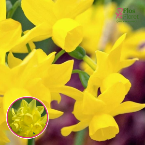 BR95. Narcise - SUNLIGHT SENSATION - JAUNUMS