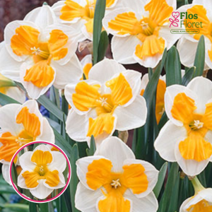 BR100. Narcise - TRICOLLET