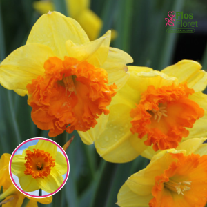 BR101. Narcise - VEGA