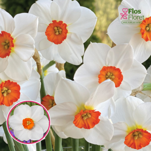 BR105. Narcise - WOODLAND STAR