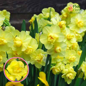 BR106. Narcise - YELLOW CHEERFULNESS